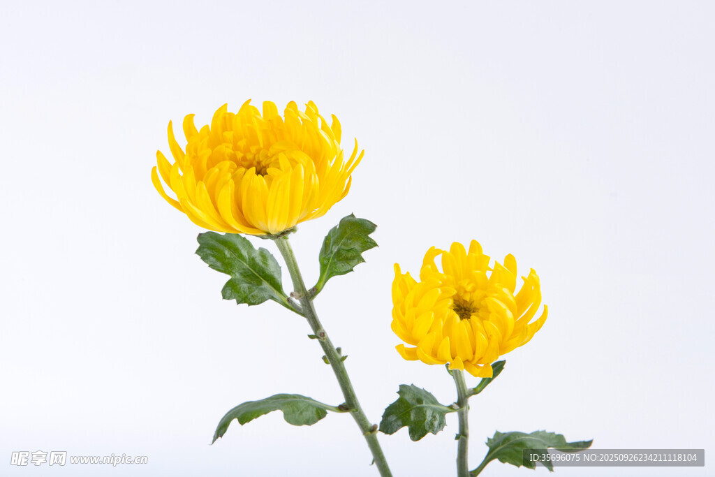 两朵绽放的黄色菊花