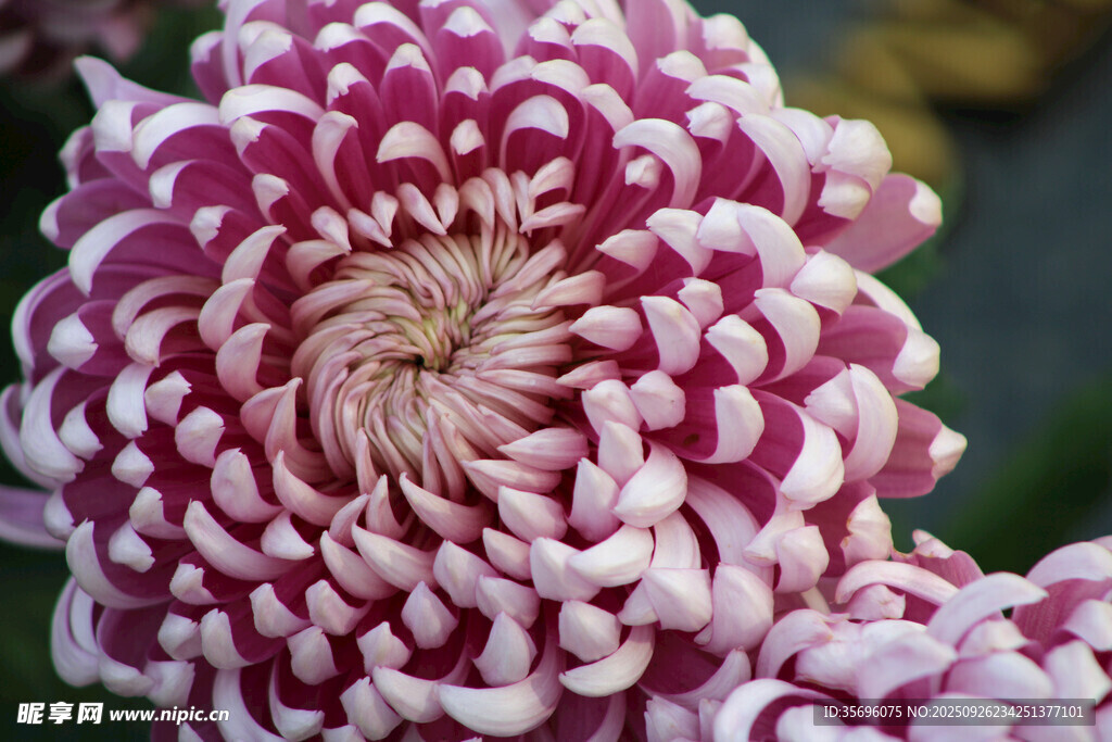 粉白菊花特写