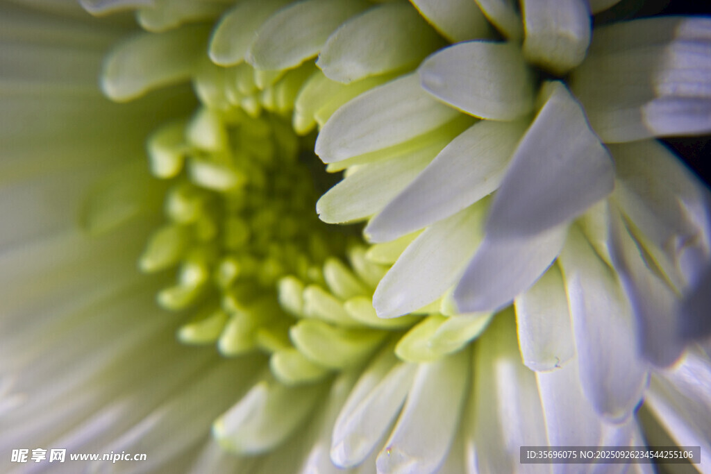 白菊特写