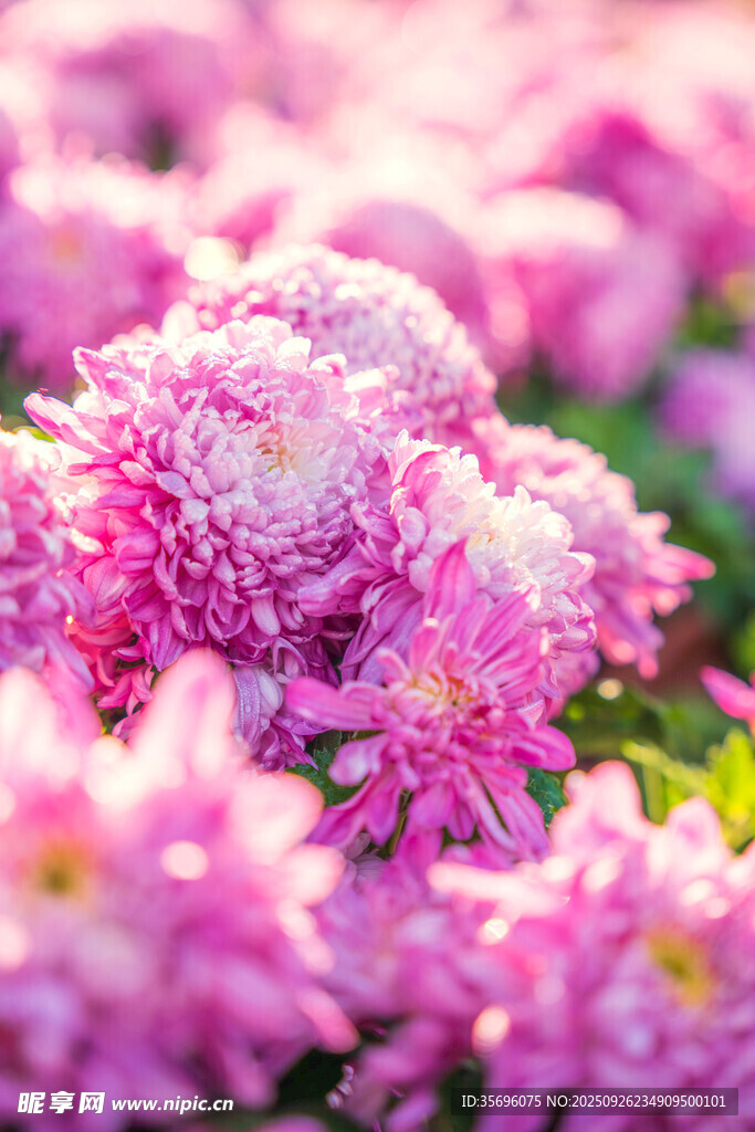 粉色菊花绽放的美丽瞬间