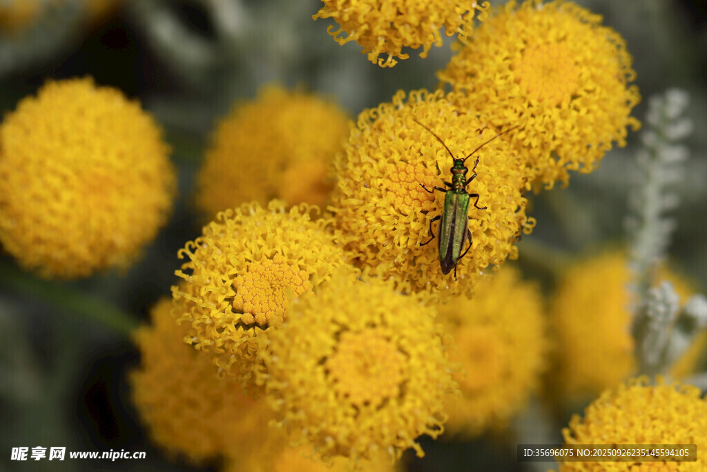 黄色绒球花上的小昆虫