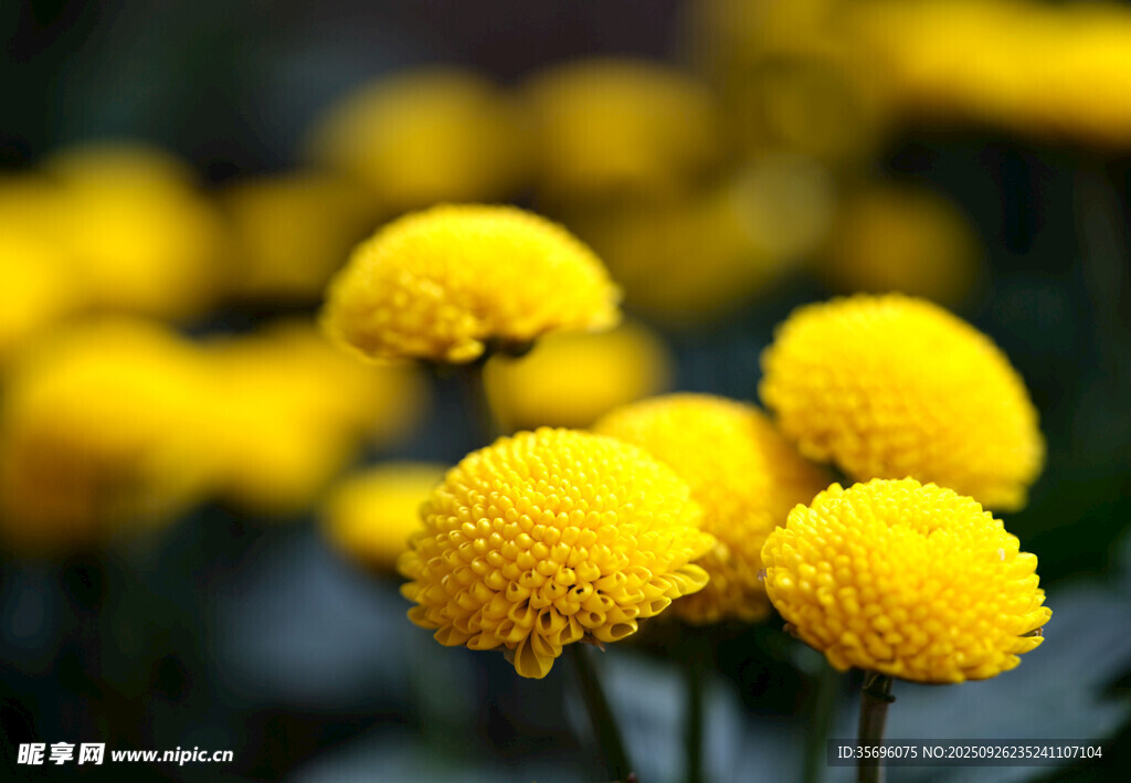 黄色绒球菊花特写