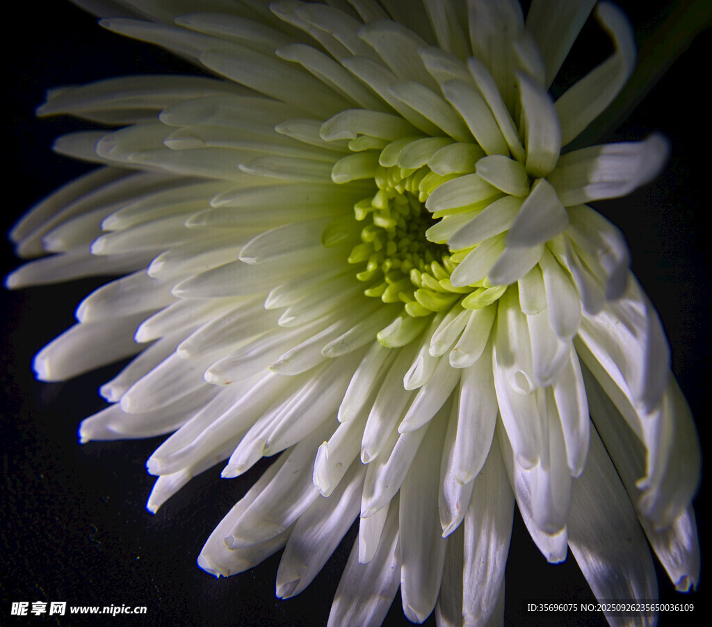 白色菊花特写