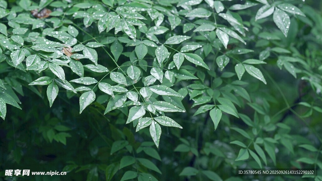 翠绿繁茂的植物叶片