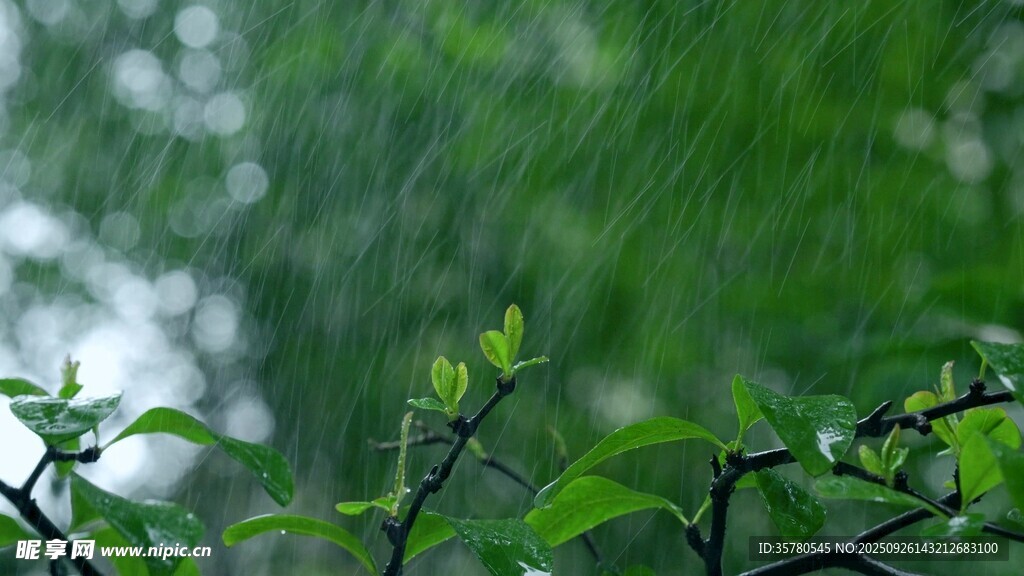 雨中嫩绿枝叶清新景象