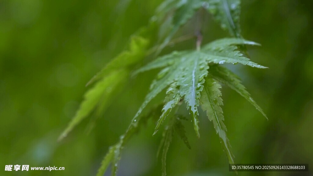 嫩绿枫叶特写