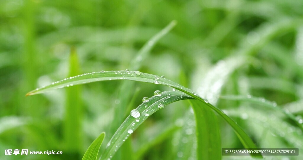 带露珠的嫩绿青草