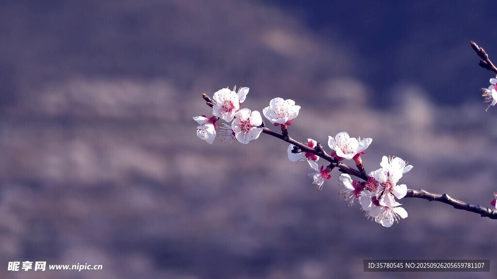 枝头绽放的粉嫩杏花