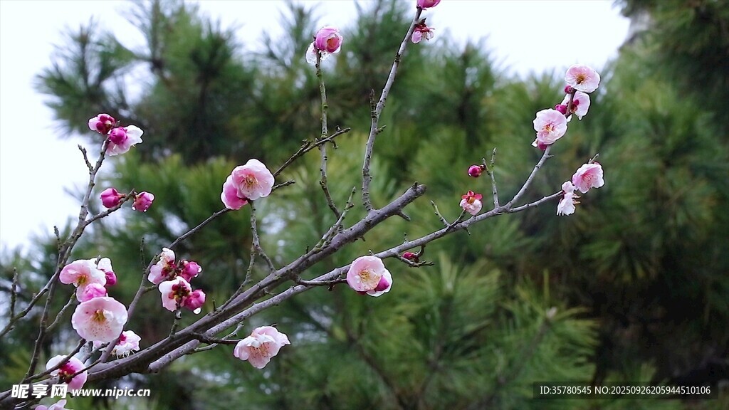 枝头绽放的粉嫩梅花