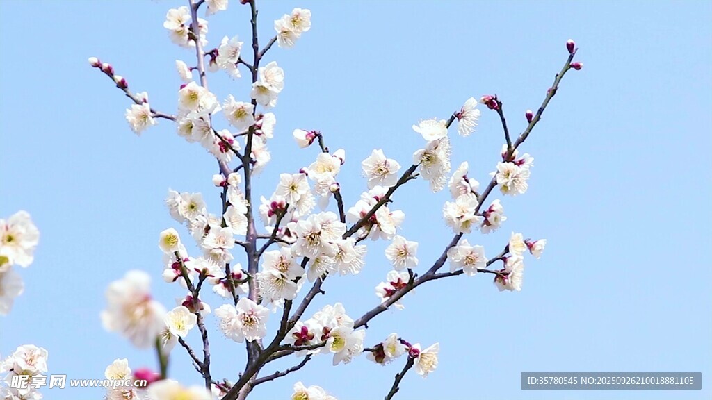 枝头绽放的洁白花朵