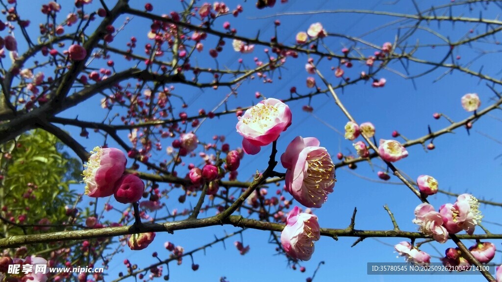 枝头绽放的绚烂粉色花朵