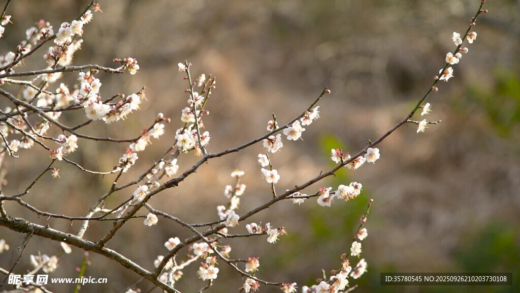 枝头绽放的素雅白色花朵