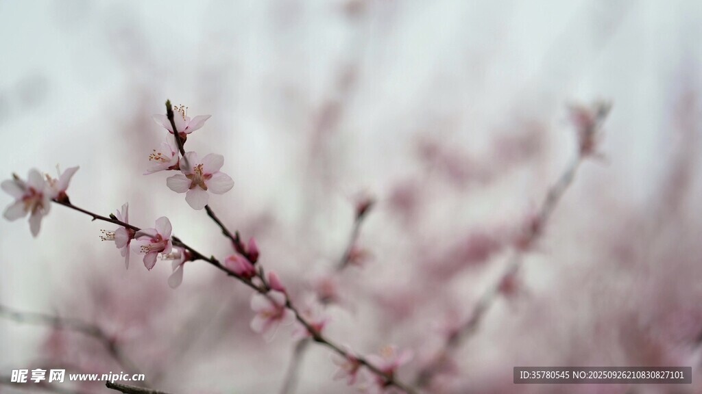 梅花高清视频素材