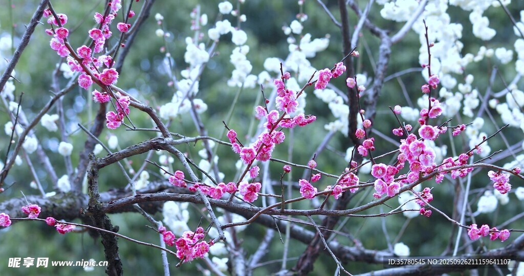 枝头绽放的粉嫩与洁白花朵