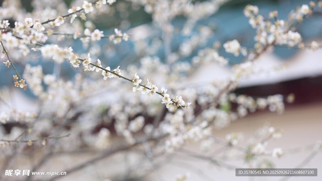 梅花高清视频素材