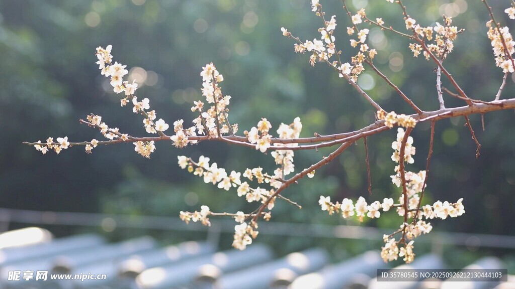 梅花高清视频素材