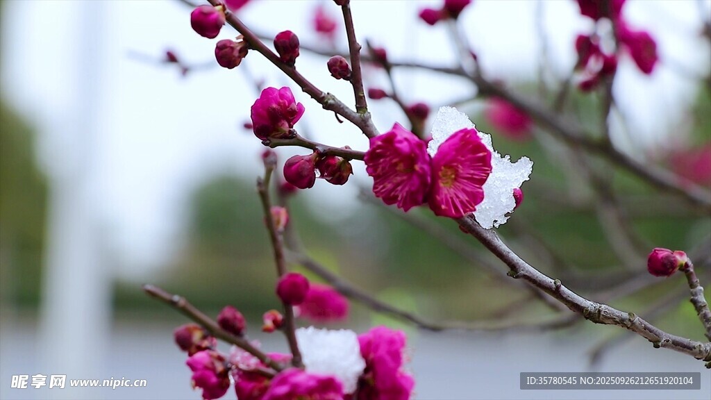 枝头绽放的娇艳红梅花