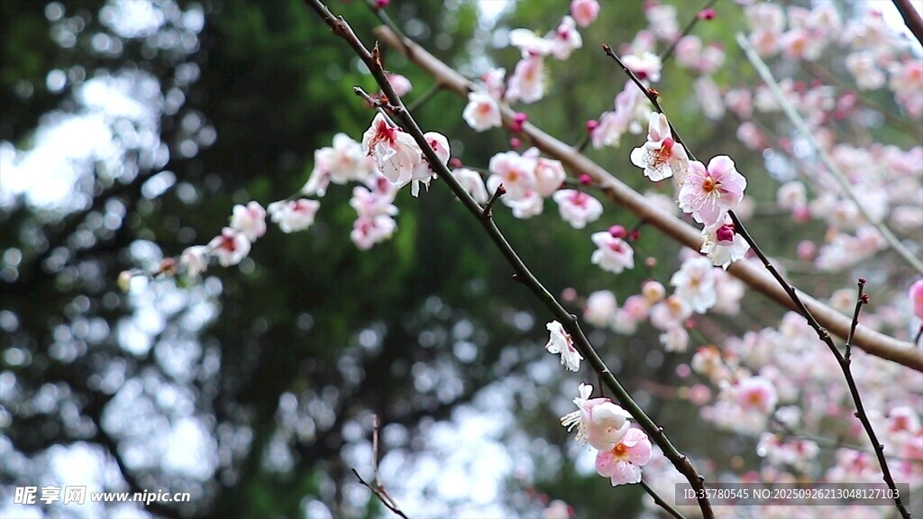 枝头绽放的粉嫩樱花