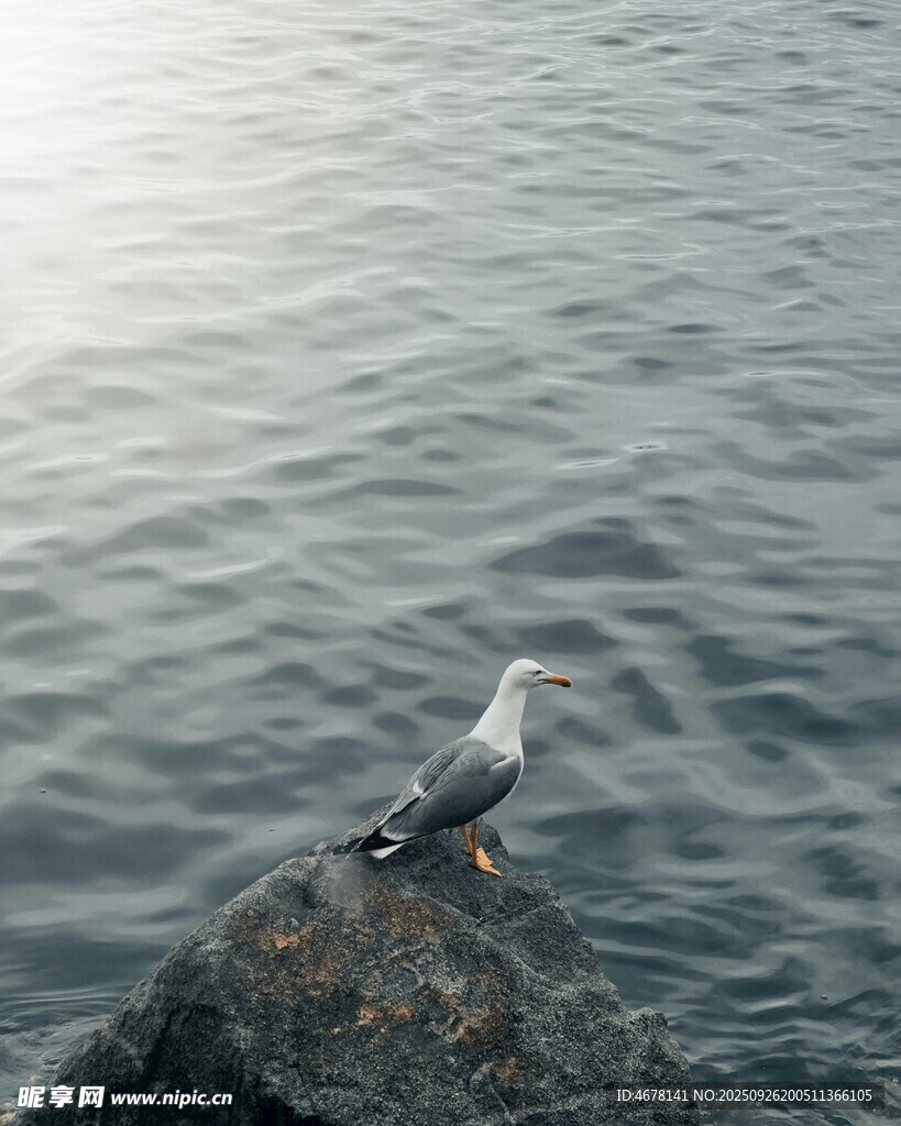 礁石上的海鸥