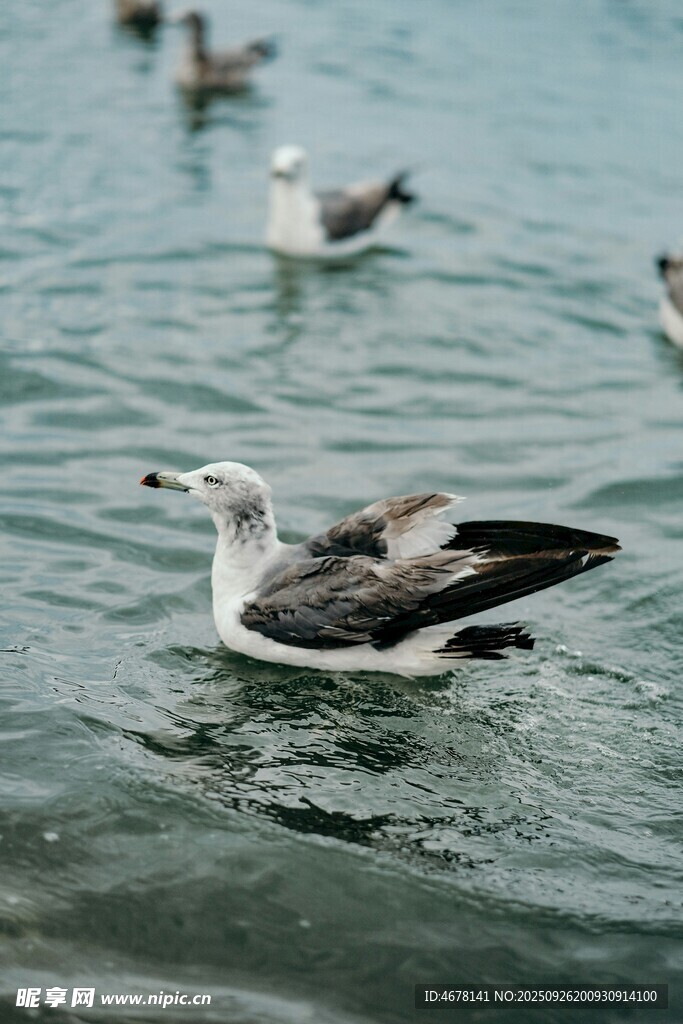 水中游弋的海鸥