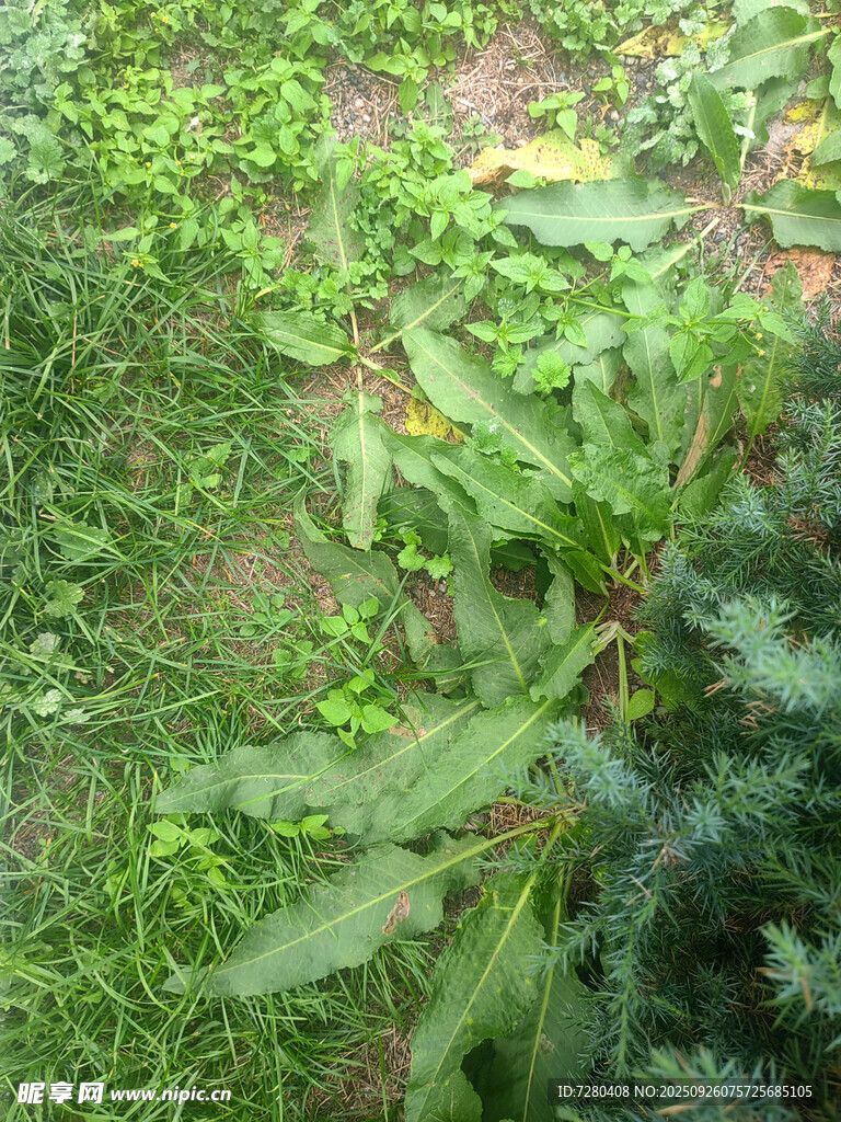 户外绿植景观
