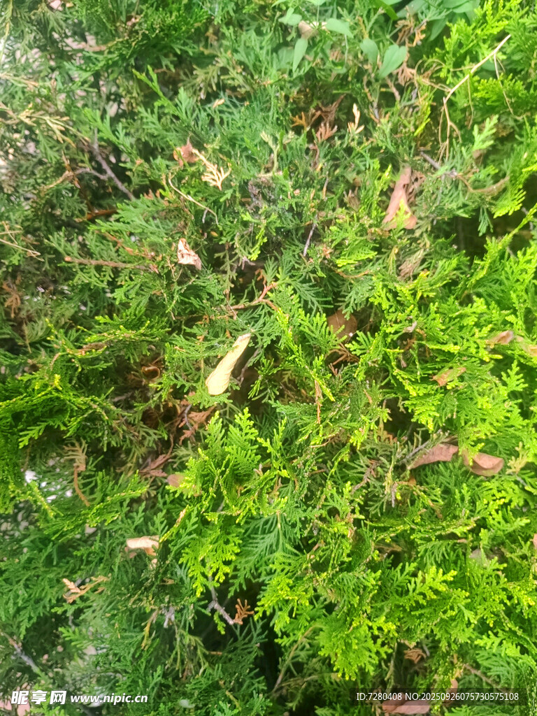 翠绿繁茂的多样植物景观
