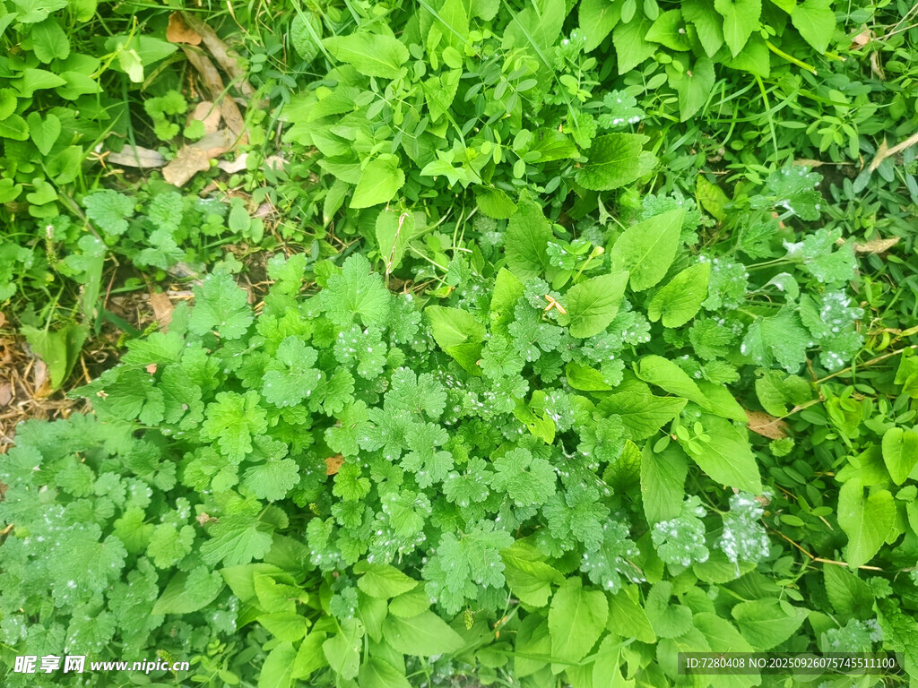 翠绿鲜嫩的茂盛植物
