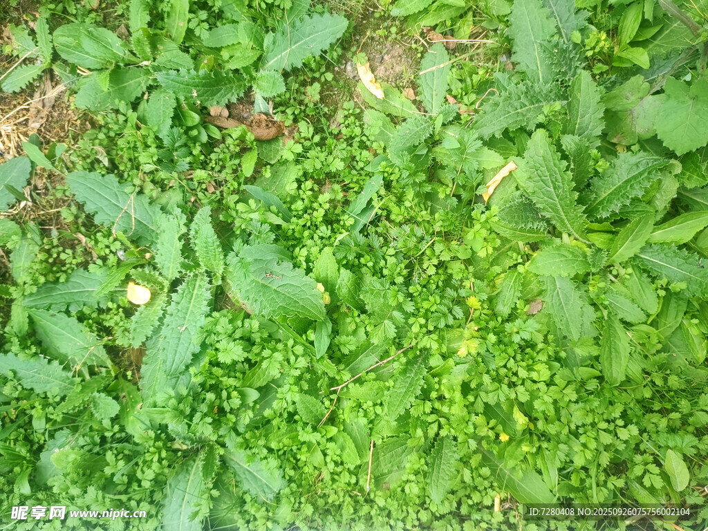 翠绿繁茂的地面植物景观