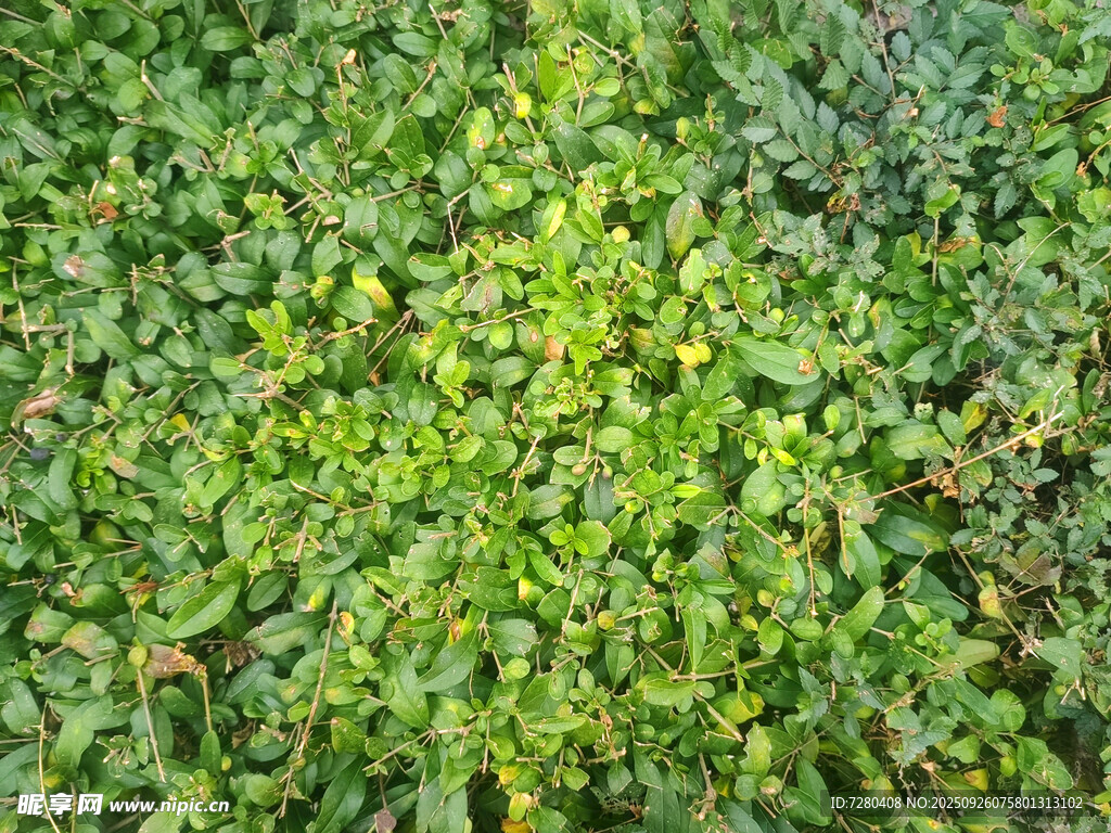翠绿繁茂的植物景观