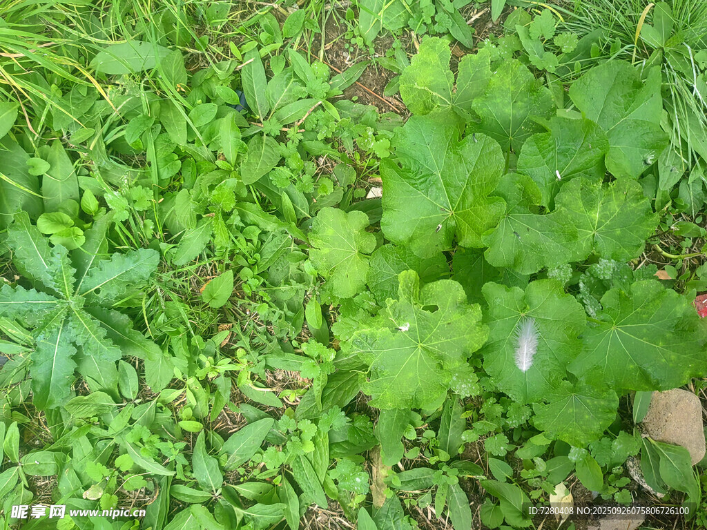 翠绿草地植物生机盎然