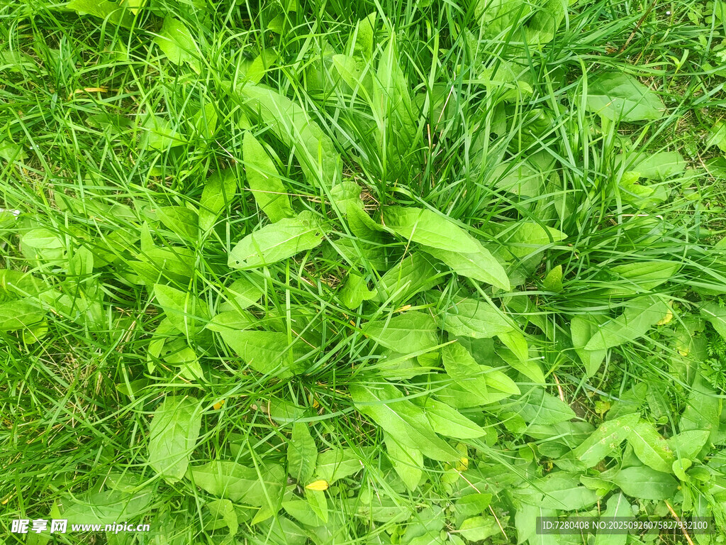 翠绿繁茂的草地植物