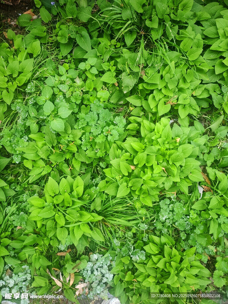 翠绿繁茂的清新植物景观