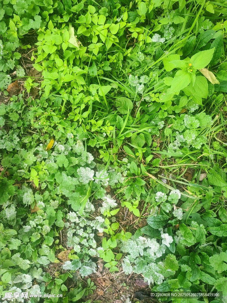 绿意盎然的地面植物景观