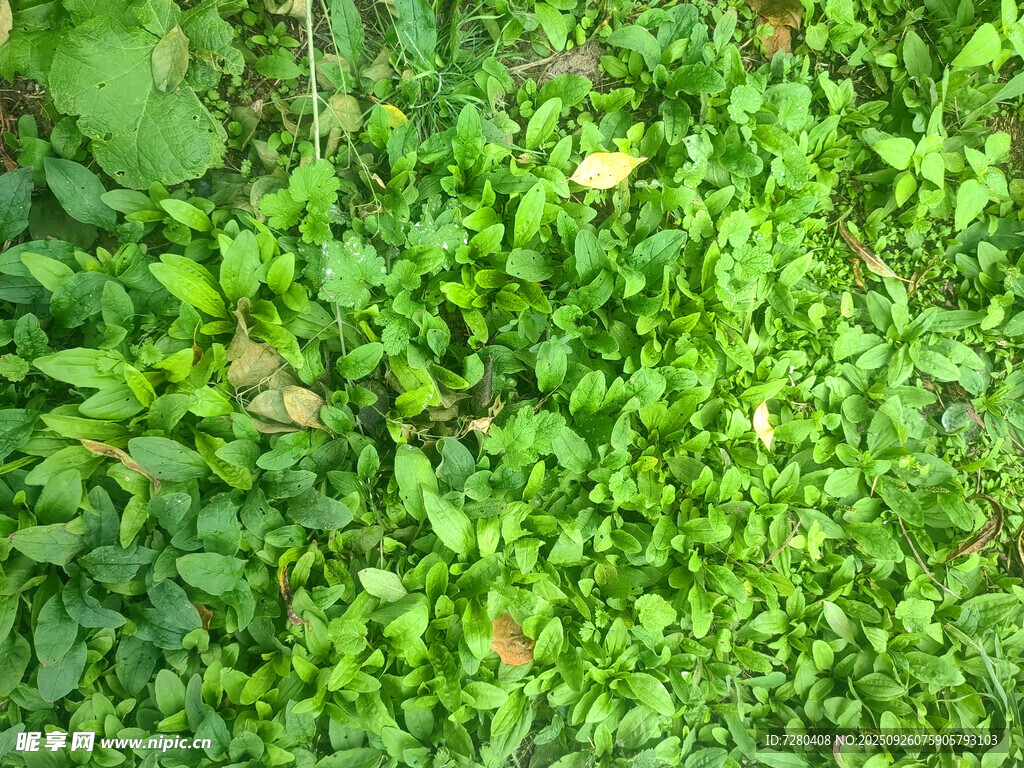 翠绿繁茂的植物叶片景观