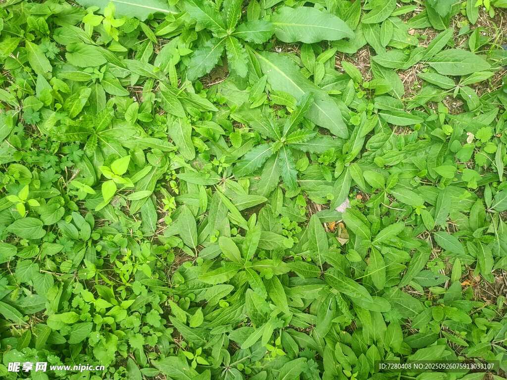 翠绿繁茂的植物叶片景观