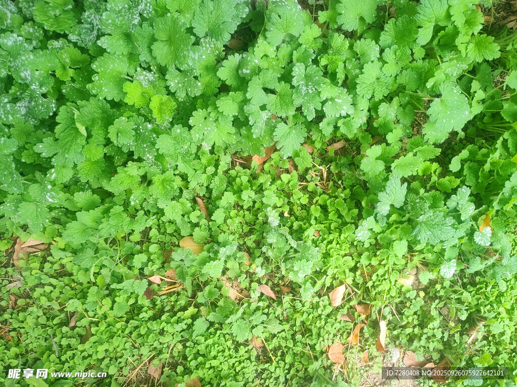 翠绿繁茂的地面植物景观