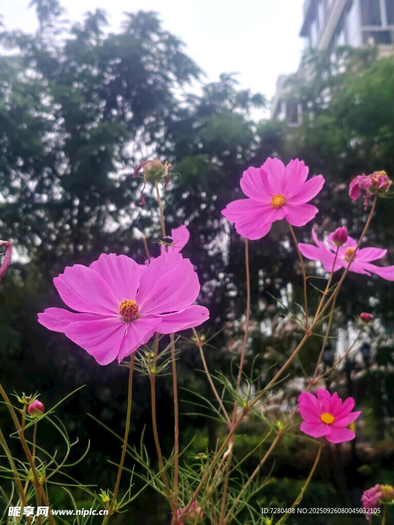娇艳波斯菊绽放于绿植间