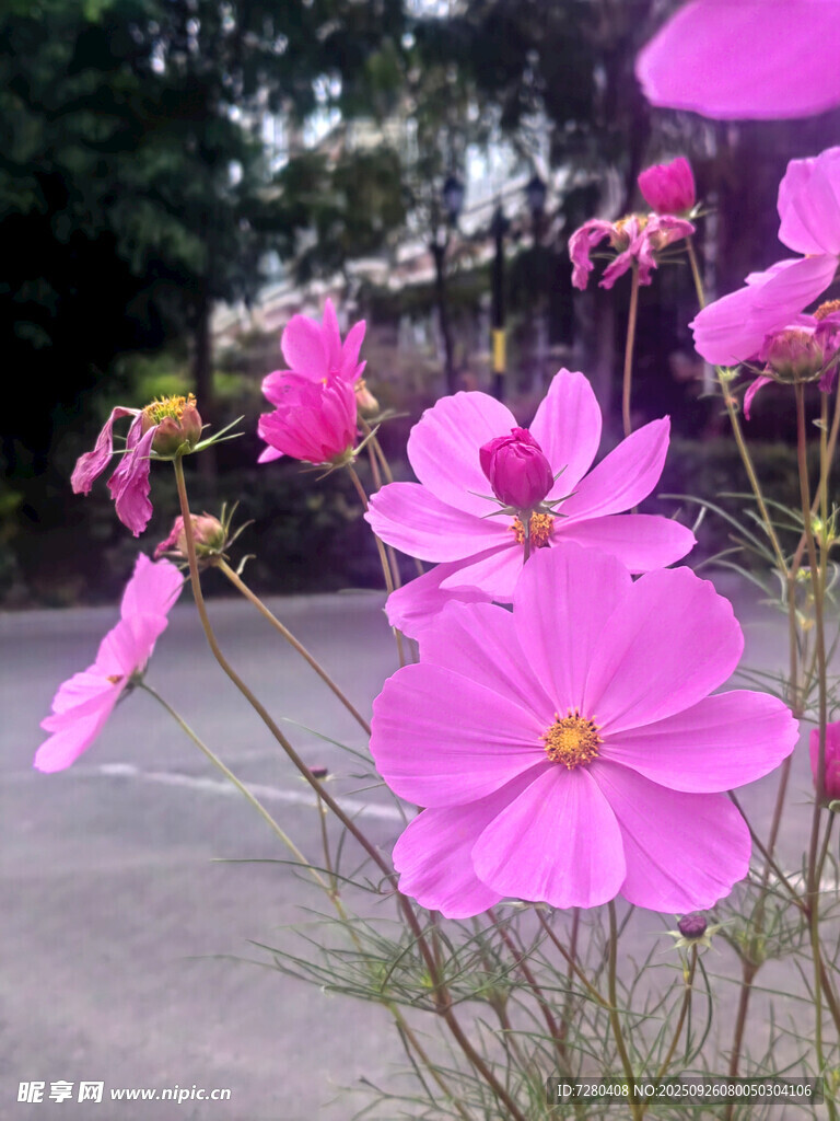 路边绽放的美丽粉色花朵