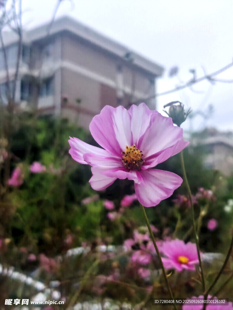 娇艳波斯菊绽放于楼前