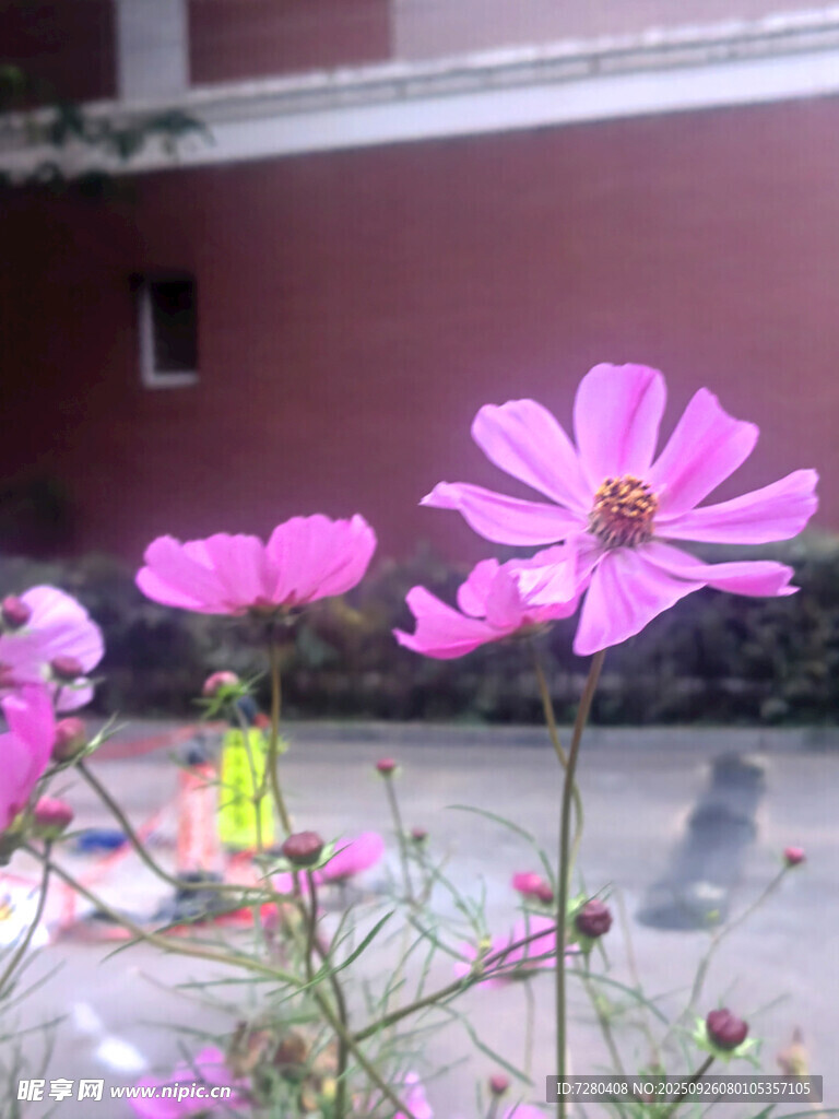 庭院中的娇艳粉色格桑花