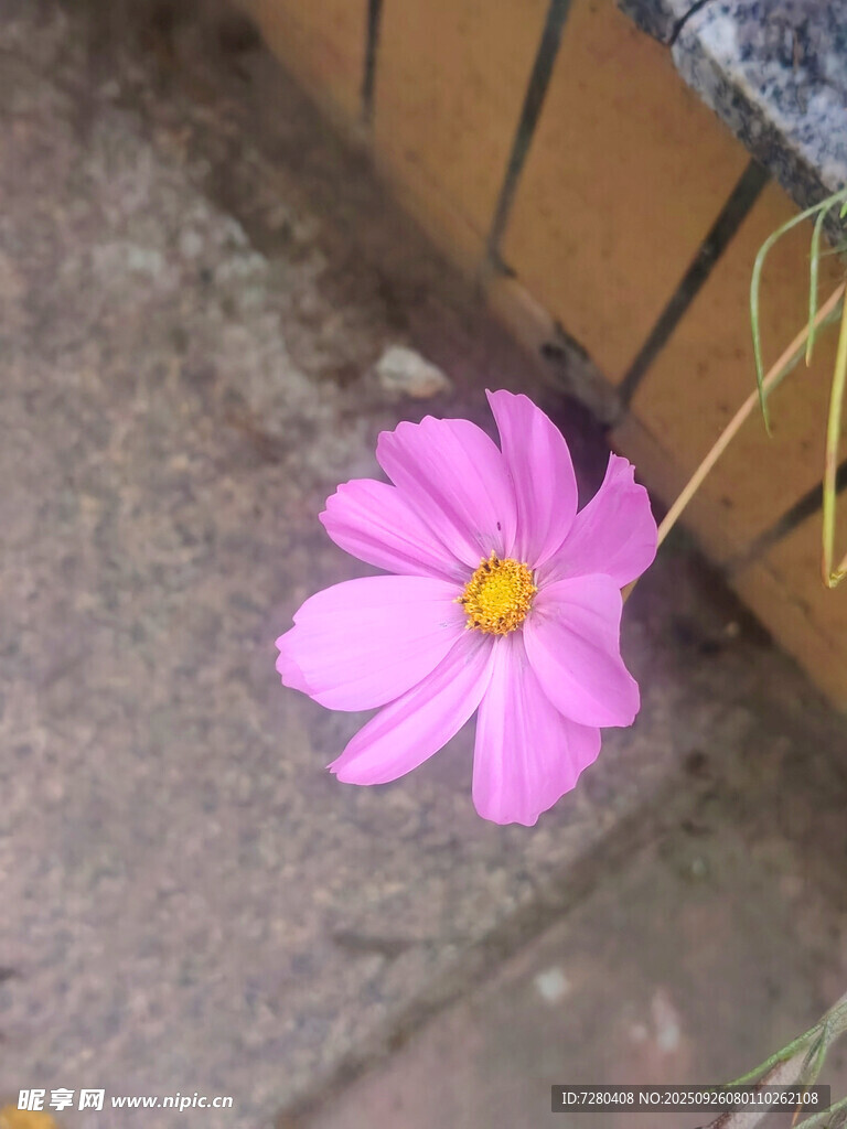 墙角绽放的粉色格桑花