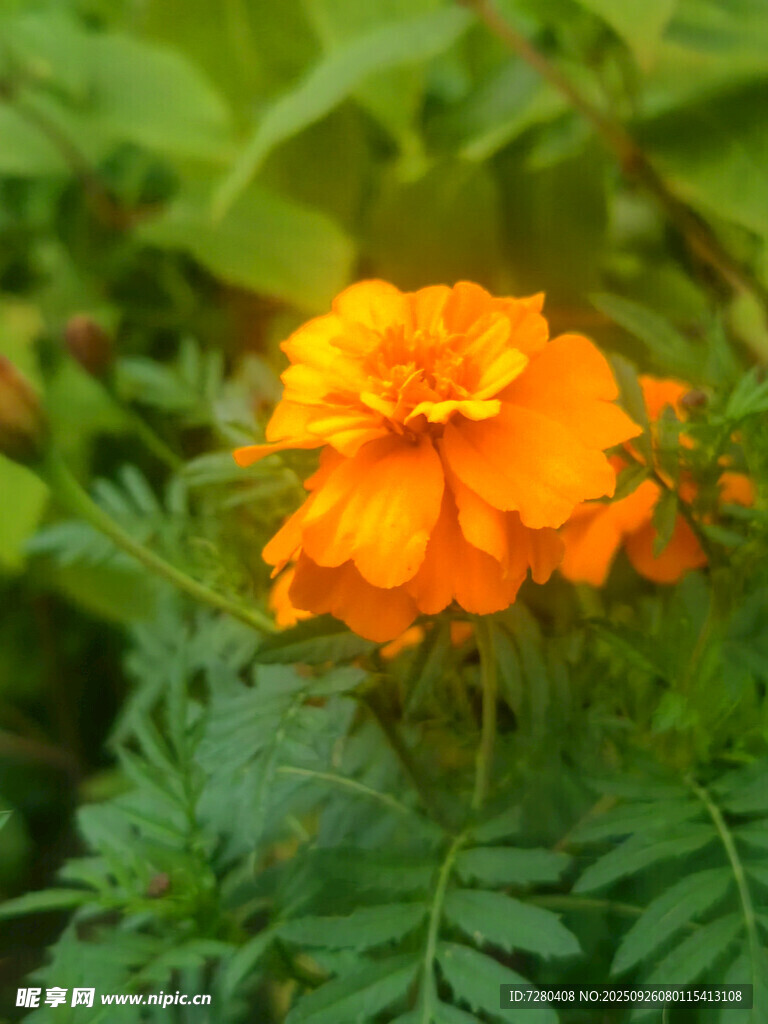 橙色万寿菊绽放绿叶间