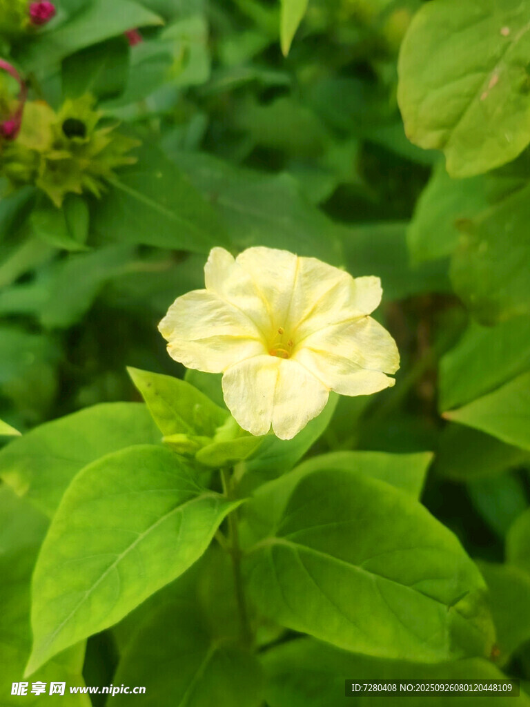 黄色花朵绽放于绿叶间