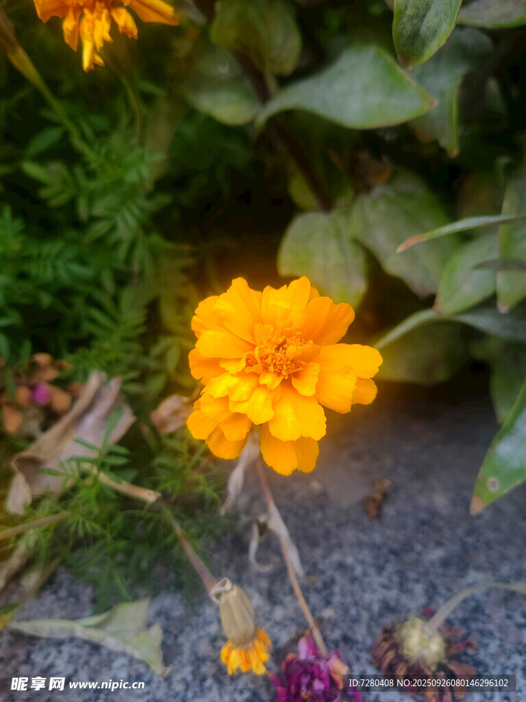 绽放的鲜艳黄色花朵