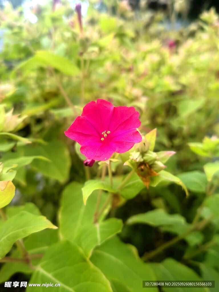 娇艳粉色小花绽放绿叶间