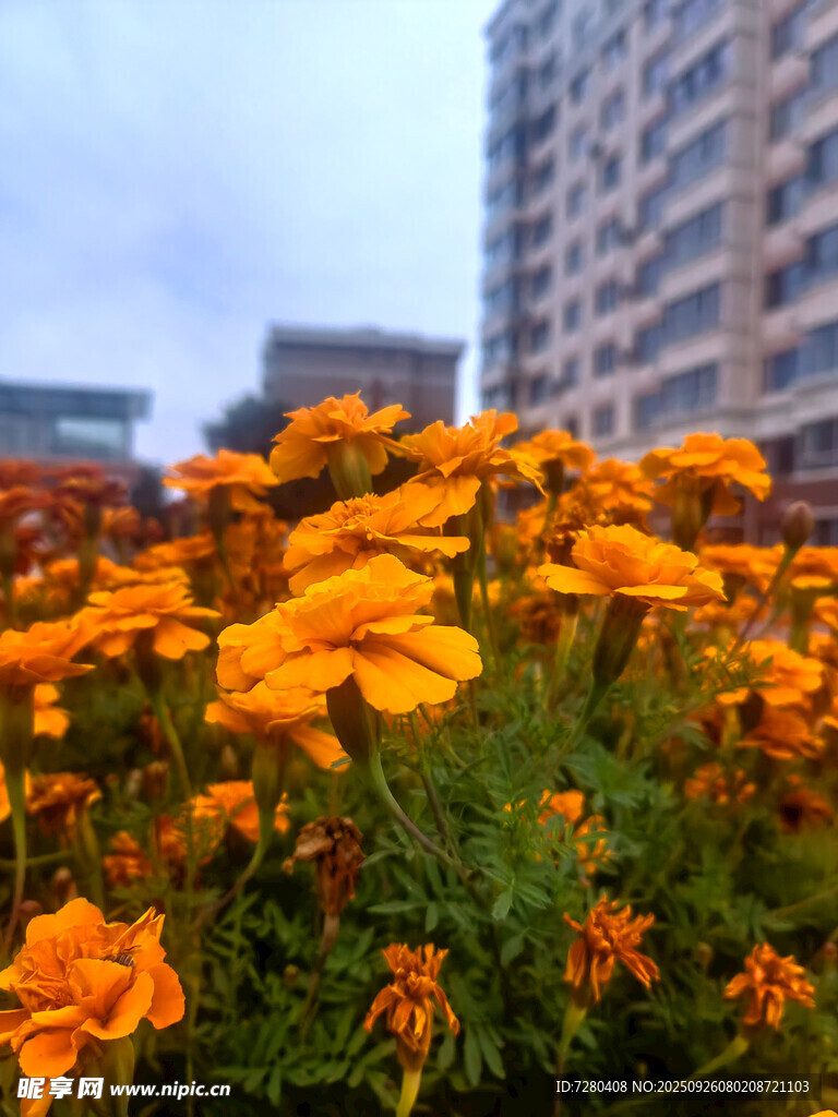 城市中绽放的绚烂小黄花