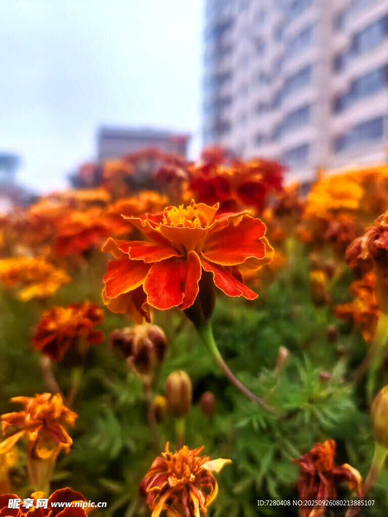 鲜艳花丛与背景高楼