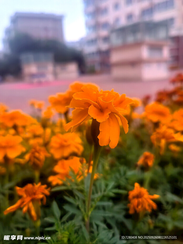 鲜艳橘色花朵绽放校园边