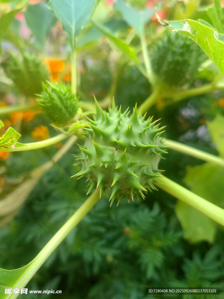 带刺的绿色植物特写