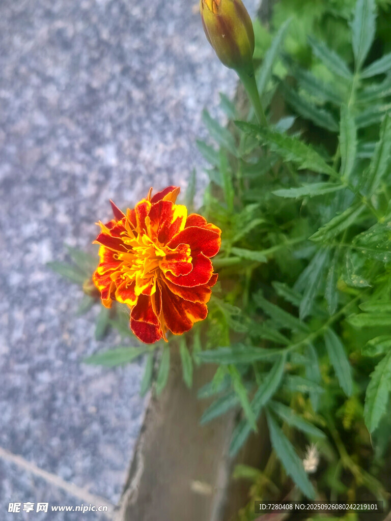 鲜艳橘黄花朵绽放